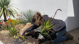 Succulent Slope Installation in Granite Hills with Laura Eubanks Day 2 March 2021
