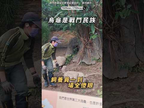 🟡烏龜是「戰鬥民族」！飼養員到場全傻眼