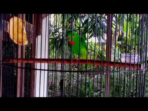 download lagu mp3 mp4 Cara Masteran Serindit, download lagu Cara Masteran Serindit gratis, unduh video klip Cara Masteran Serindit