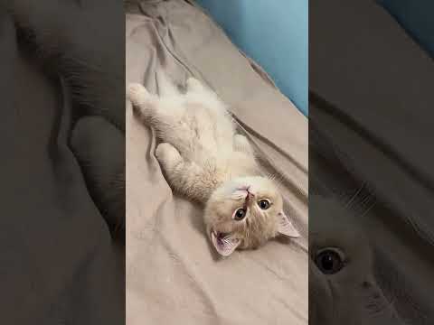 Cute and Funny Cat Moments! 🐱😂 Daily Life of a Naughty Pet Cat | #CatVideo #FunnyCats...