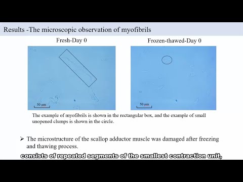 Differentiation between Fresh and Frozen-thawed Scallop Adductor Muscle