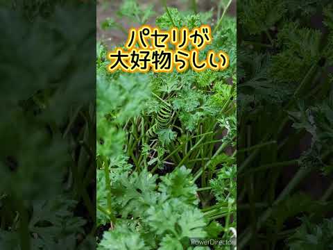 パセリを庭に、または室内の鉢にいつ播くのですか?  庭園
