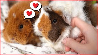 How to Train Your Guinea Pigs to Love Cuddles!