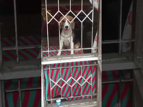 Dog Training - Shaji Balaramapuram #pets #animaltraining #cinema #films