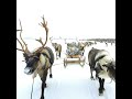 Revisiting the Herd at the End of the World: Christine Amour Levar's Journey With the Nenet Reind...