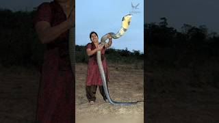 Download lagu কিং কোবরা কি পোষ মানে? সাপের রাজা কিং কোবরা কতটা ভয়ংকর? King Cobra Facts #snake #সাপ mp3