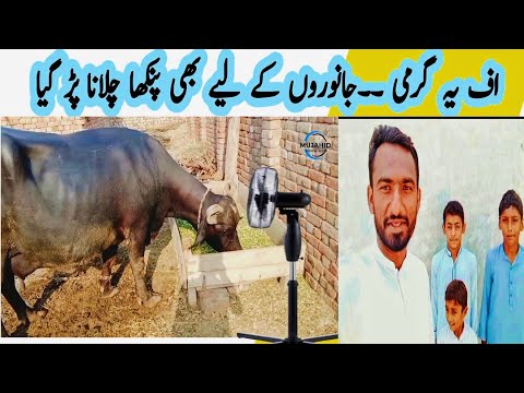 Uff ya garmi|My daily routine work in village| summar morning