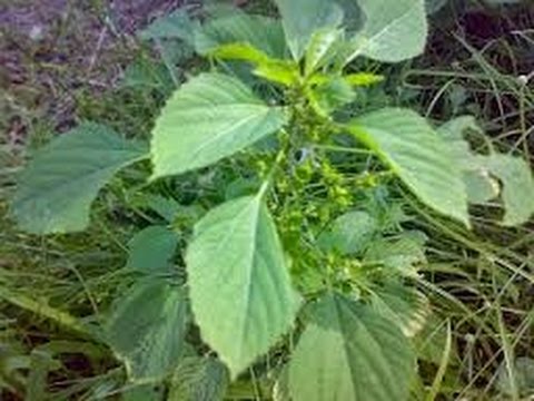 Aphrodisiacs kuat Apakah dikandung dengan penis kecil