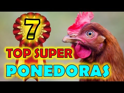 , title : 'TOP 7 super Gallinas Ponedoras 🐓  LAS MEJORES RAZAS ¡ ¡ ¡ ¡ 💖👍 la gallina ponedora para ti'