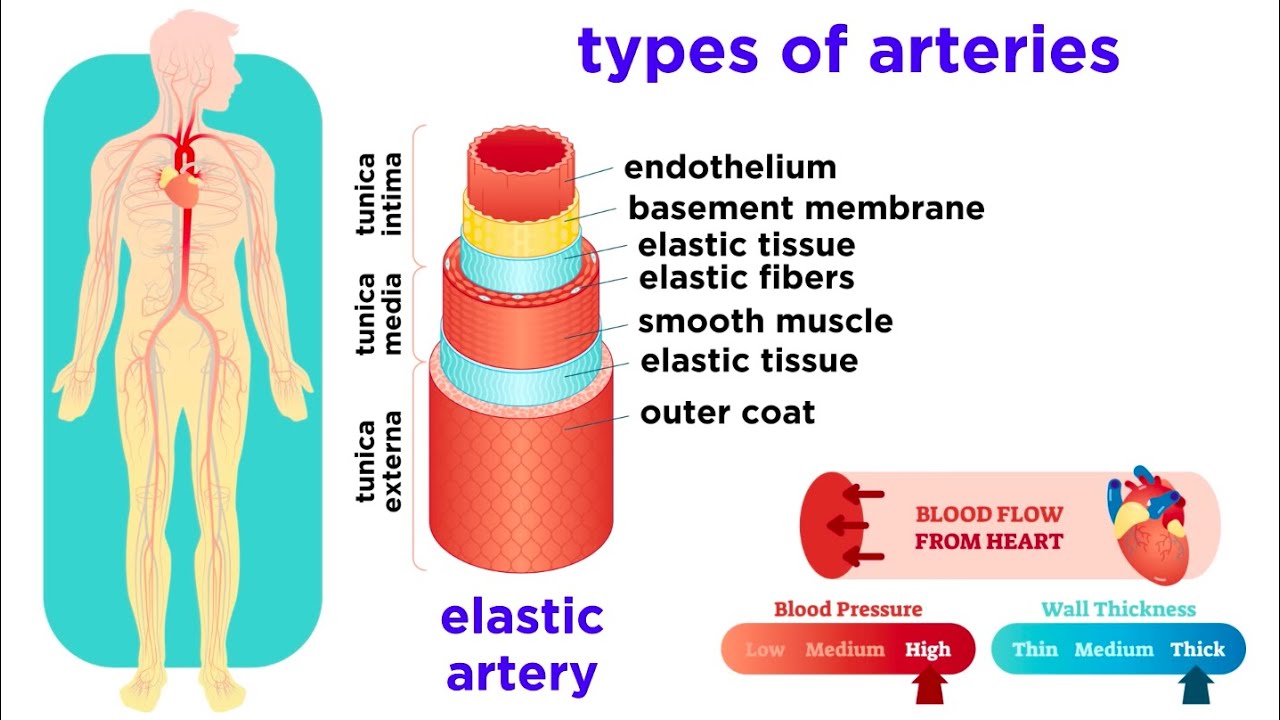 The Circulatory System Part 2: Blood Vessels