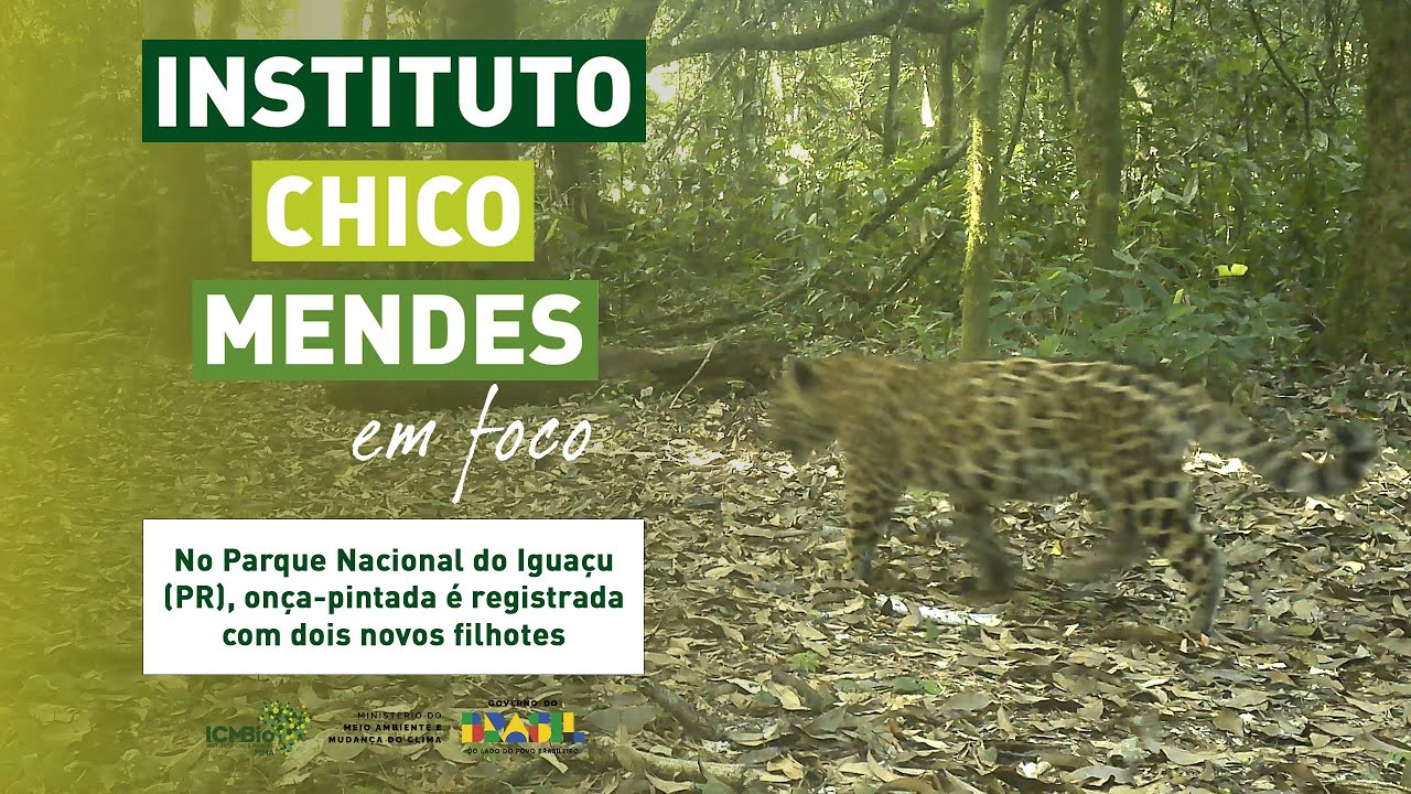 No Parque Nacional do Iguaçu PR, onça pintada é registrada com dois novos filhotes