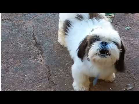 Dogs Barking / The Shih Tzu Barking [ 2022 ] #dogs