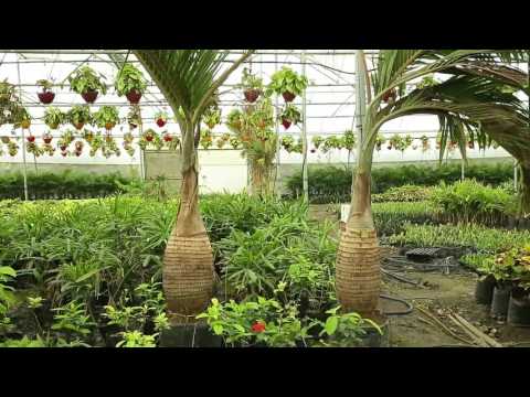 Pansare nursery alstonia scholaris plant for garden