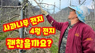 사과나무전정 전지 가지치기 4월 전지