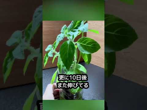 草本の牡丹から根の挿し木を簡単に取るにはどうすればよいですか？簡単なヒントに従ってください。  庭園