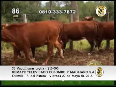 Venta de Vaquillonas c/gtía. - Remate Televisado COLOMBO Y MAGLIANO S.A. - 27-05-16