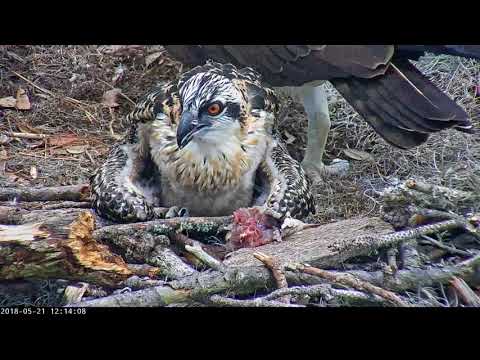 Osprey Chick Self-feeds In Nest For First Time! – May 21, 2018