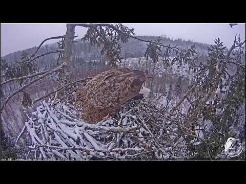 01_09_2019_Seeadler in Lettland   Etwas eng am Horst