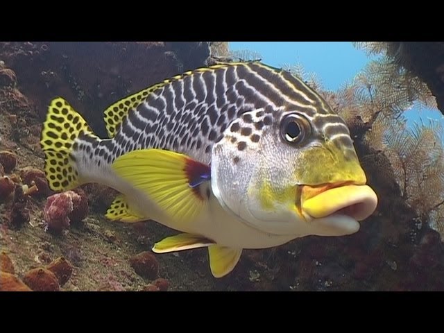Diving in Bali (720p)