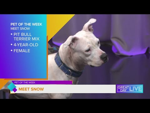 Pet of the Week: Meet Snow - YouTube