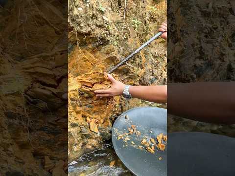 So Crazy..‼️😱. we found a lot of gold from yellow material. #goldprospecting #golddiscovery