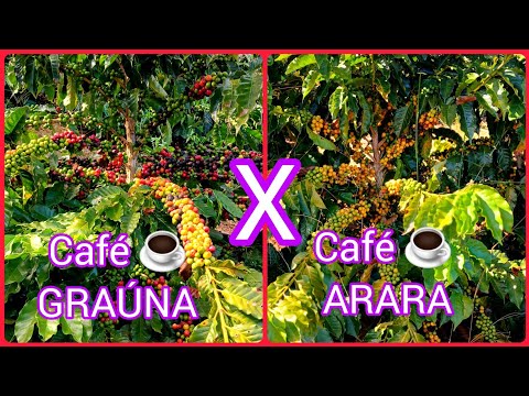 Café GRAÚNA  X  Café ARARA: Na opinião de vocês... Qual deles produziu mais ➕️?