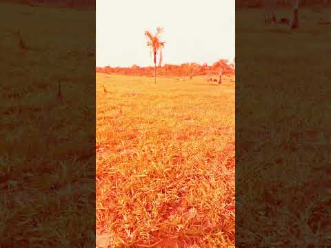 Fazenda 65 hectares Roraima