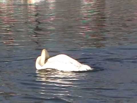 Labud se kupa na Bundeku