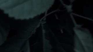 Extol - Meadows of Silence