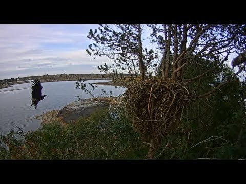 Smola Norway Eagle Cam ~ 4 Peat ~ Elida Home 4 Days In A Row 9.6.18