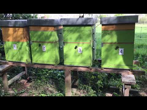 Projekt Imkerei ausbauen