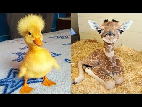 Cute Baby Funniest Animals Videos Compilation 😻🐶 Best Funny and Cute Moment of the Cats and Dogs #3