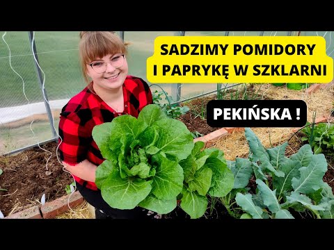 Sadzimy pomidory do szklarni. Jak przygotować szklarnię do sadzenia pomidorów. Kalendarz ogrodnika