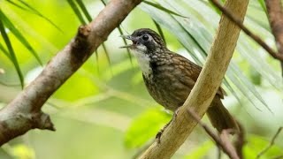 Download lagu SUARA BURUNG CUCAK ROWO ROWO ATAU BURUNG POKSAY RAWA mp3 Download lagu SUARA BURUNG CUCAK ROWO ROWO ATAU BURUNG POKSAY RAWA mp3