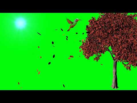 #GREEN SCREEN TREE #TREELEAFFALL /BIRD FLY/BACKGROUND VIDEO@@