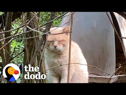 Abandoned Cat Learns to Trust Again