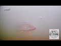 Video Thumbnail for Murky monster mauls minnow imitation