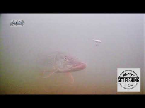 Murky monster mauls minnow imitation