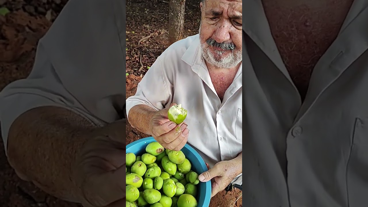 mangaba. fruta deliciosa do nosso cerrado. Dia de levar meu pai pra saborear umas mangabas.