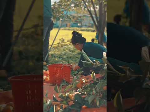 상주의 가을, 감 수확을 마주하다!