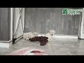 Bichpoo dogs for sale: Snuggles   - Video 1