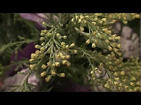 LÁ EM CIMA NO ASTRAL - JOÃO PEREIRA - FLOR DE JAGUBE