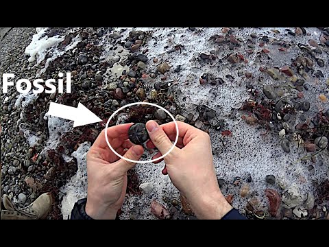 Fossilien suchen an der Ostsee #1 - Es klappert!