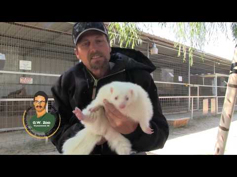 GW Zoo Animal Spotlight - Snowball the Skunk