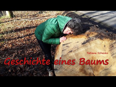 Geschichte eines Baums, Hannover, Eilenriede Text: Tatiana Ilchenko