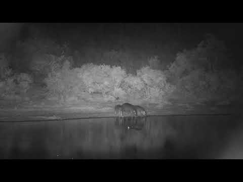 Djuma: Three Hippos out of water-one in that is watching them - 19:01 - 09/21/2023