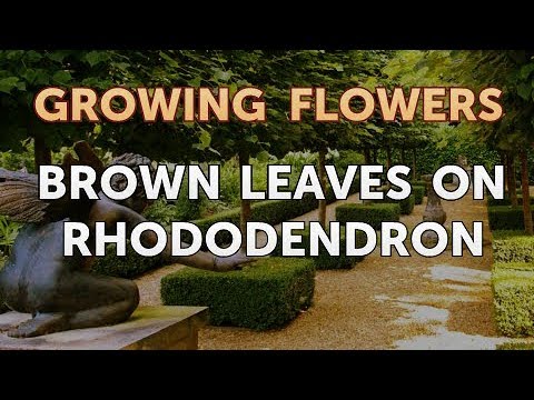 How to Grow Lantana From Saved Seeds