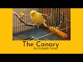 The Canary