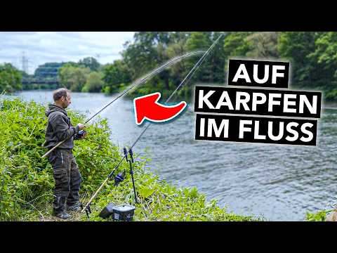 Karpfenangeln am Fluss für Anfänger 🎣 Alles, was du wissen musst (mit Robin Illner)