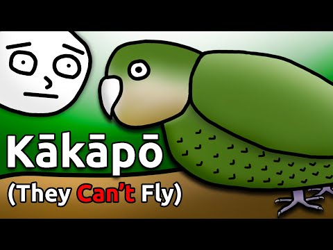 Meet the Kākāpō: The World's Most Hilarious Bird Species